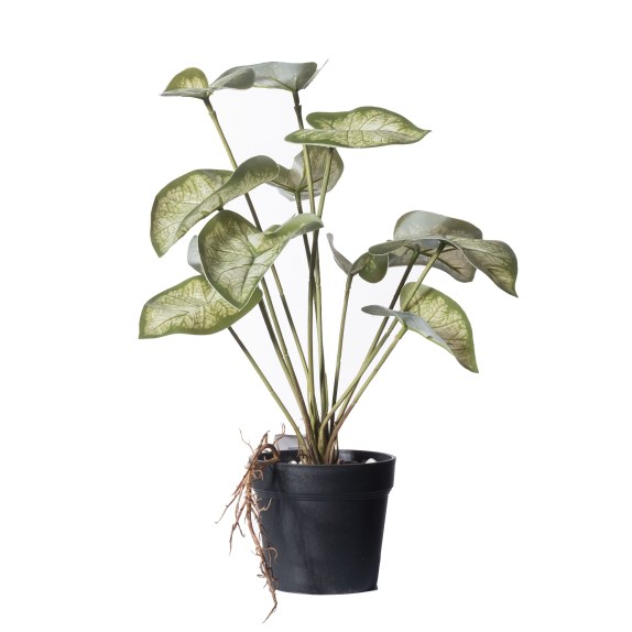 Supergreens Τεχνητό Φυτό Καλάδιο Candidum "Junior"...