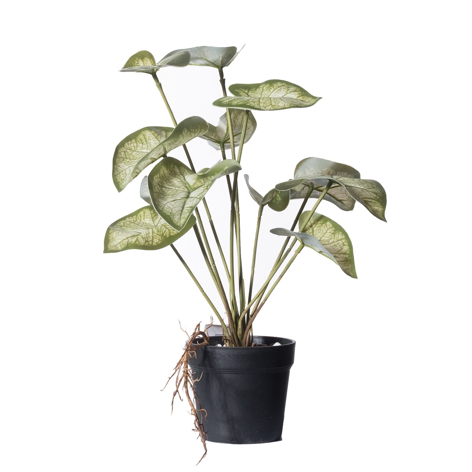 Supergreens Τεχνητό Φυτό Καλάδιο Candidum "Junior" Πράσινο 37 εκ.