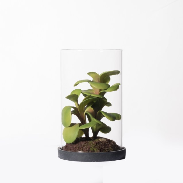 Supergreens Τεχνητό Φυτό Κρασούλα ''Ovata''...