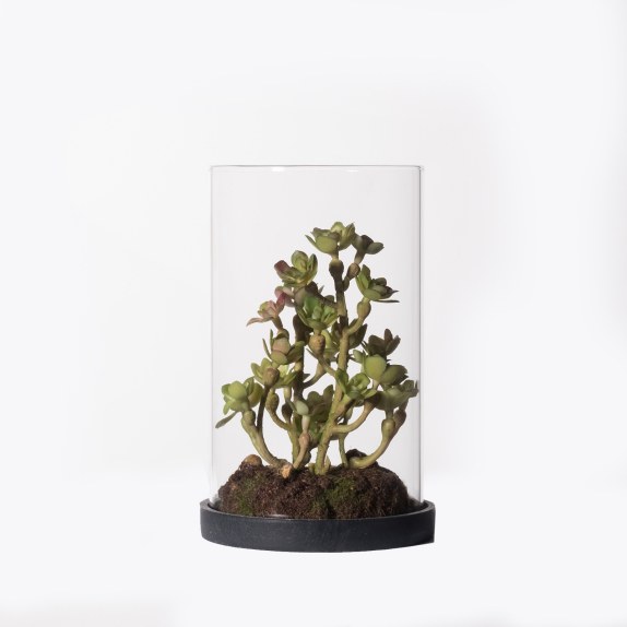 Supergreens Τεχνητό Φυτό Σέντουμ Cauticola Πράσινο 15 εκ.