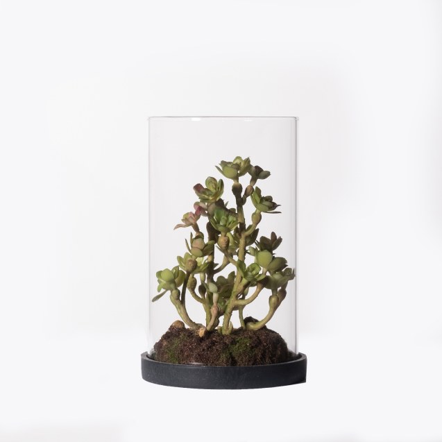 Supergreens Τεχνητό Φυτό Σέντουμ Cauticola...