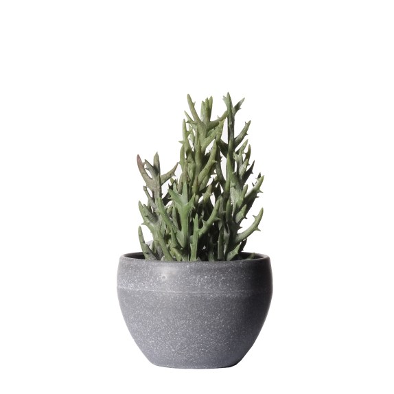 Supergreens Τεχνητό Φυτό Σενέκιο Vitalis Πράσινο 18 εκ.