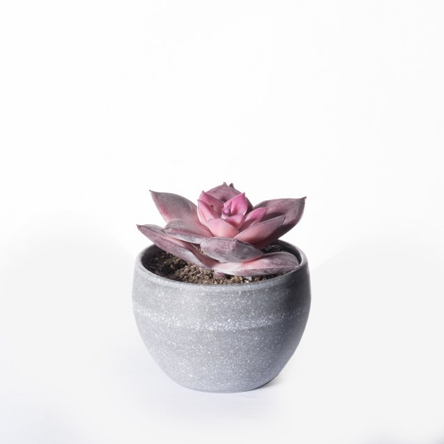 Supergreens Τεχνητό Φυτό Εχεβέρια Rainbow Μωβ 9...