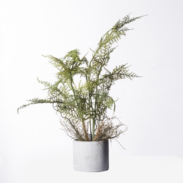 Supergreens Τεχνητό Φυτό Σπαράγγι Setaceus...