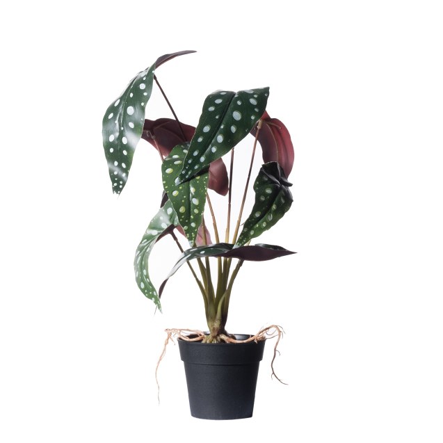 Supergreens Τεχνητό Φυτό Μπιγκόνια Malucata...