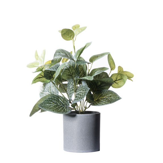 Supergreens Τεχνητό Φυτό Πόλκα Πράσινο 36 εκ.