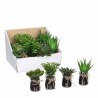 Supergreens Τεχνητό Φυτό Παχύφυτο Assorted 11 εκ.