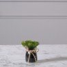 Supergreens Τεχνητό Φυτό Παχύφυτο Assorted 11 εκ.