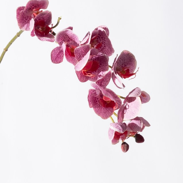 Supergreens Τεχνητό Κλωνάρι Ορχιδέα Άσπρο/Μωβ...