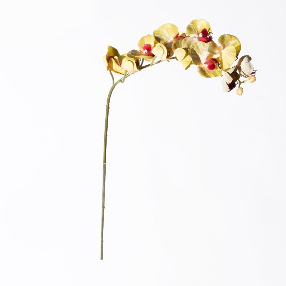 Supergreens Τεχνητό Κλωνάρι Ορχιδέα Πράσινο 75 εκ.