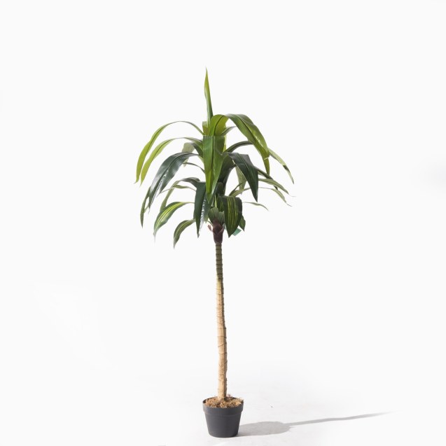 Supergreens Τεχνητό Δέντρο Δράκαινα Πράσινο 170...