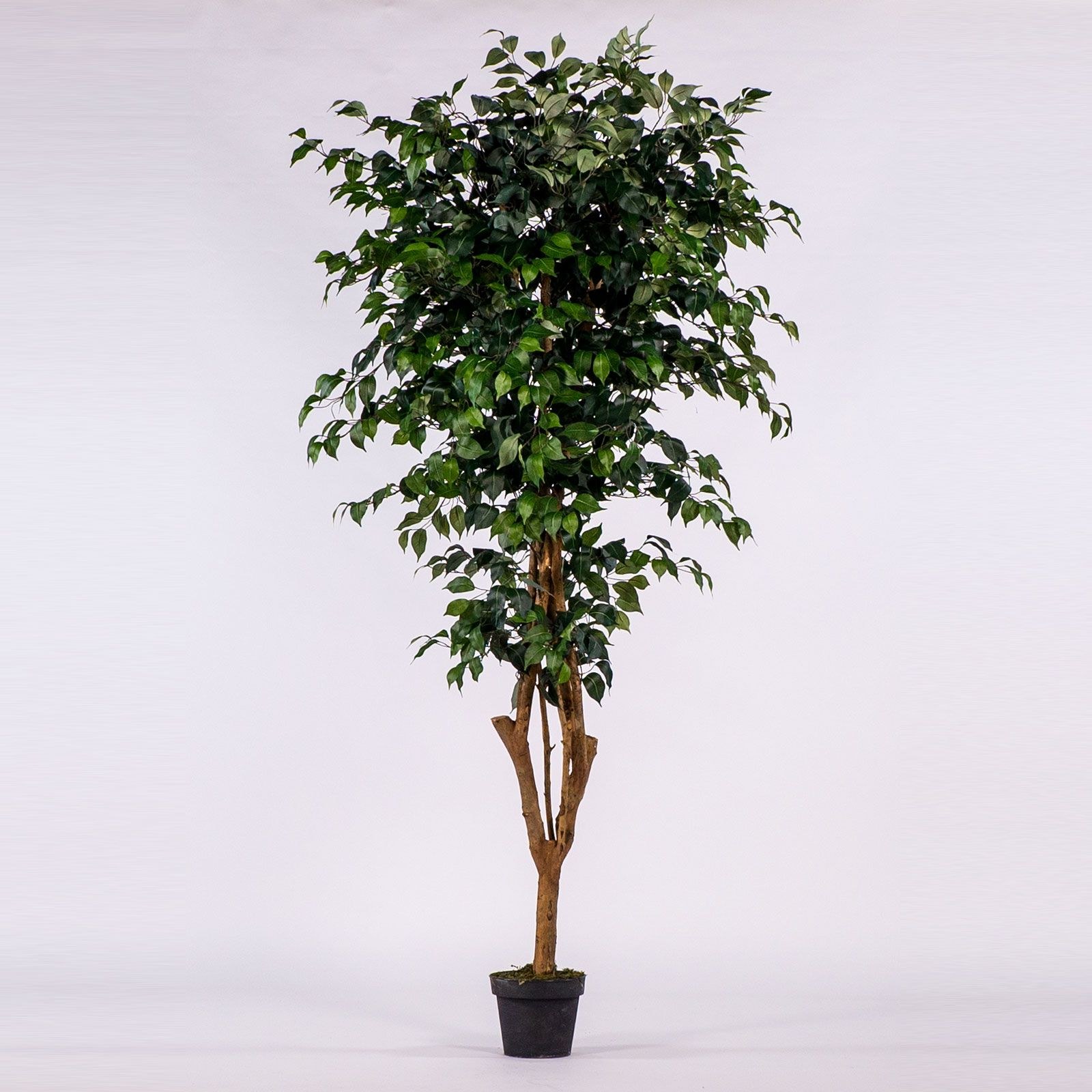 Supergreens Τεχνητό Δέντρο Φίκος Πράσινο 195 εκ.