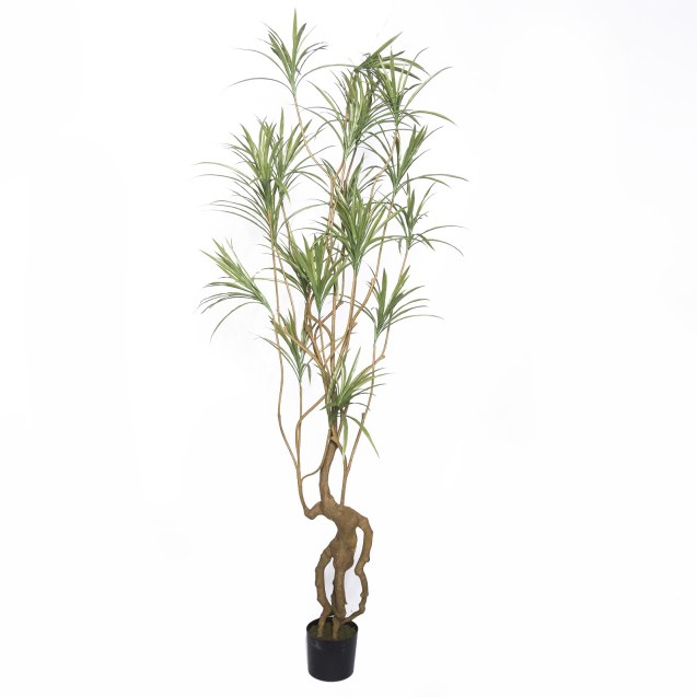 Supergreens Τεχνητό Δέντρο Δράκαινα Sanderiana...