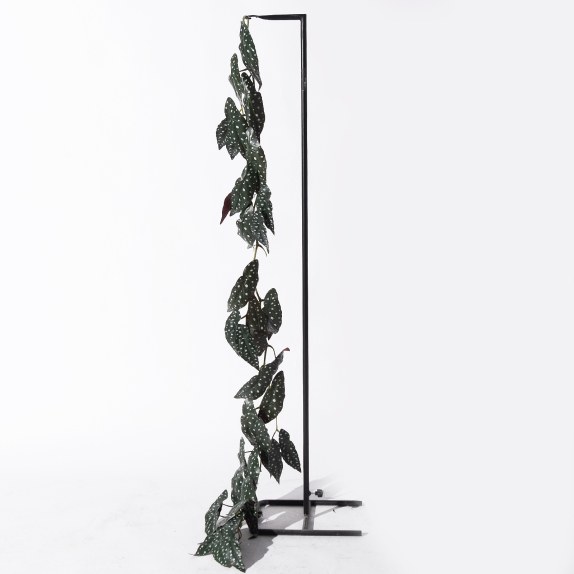 Supergreens Τεχνητή Γιρλάντα Μπιγκόνια Maculata Πράσινη...