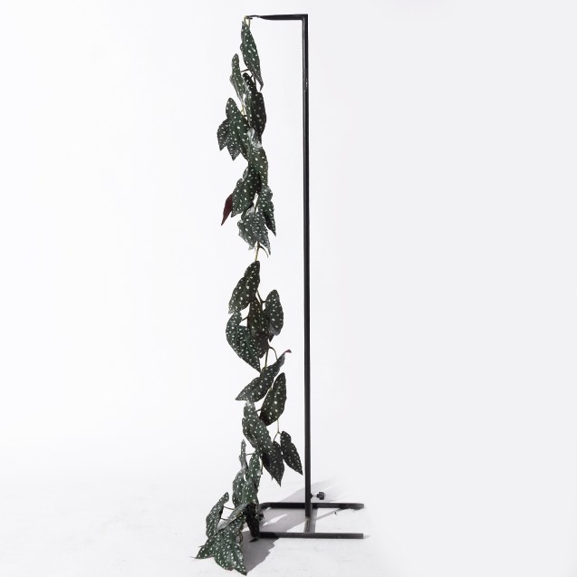 Supergreens Τεχνητή Γιρλάντα Μπιγκόνια Maculata...