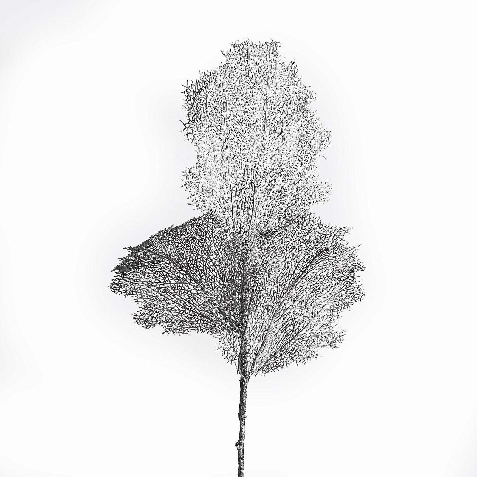 Supergreens Τεχνητό Φύλλο Κοράλι Ασημί 90 εκ.