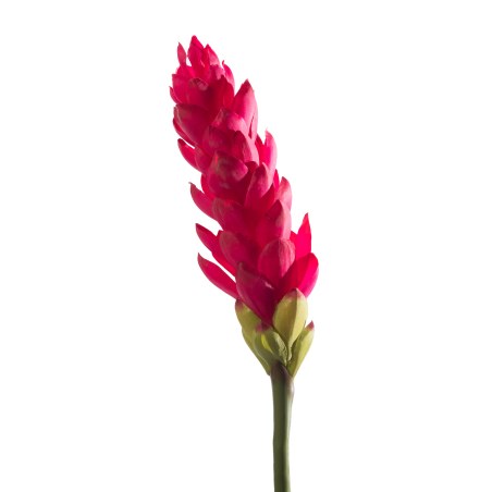 Supergreens Τεχνητό Κλωνάρι Τζίντζερ Κόκκινο 86 εκ.