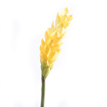 Supergreens Τεχνητό Κλωνάρι Τζίντζερ Κίτρινο 86 εκ.