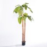 Supergreens Τεχνητό Δέντρο Μπανανιά "Musa Arbor" με Διπλό Κορμό Πράσινο 200 εκ.