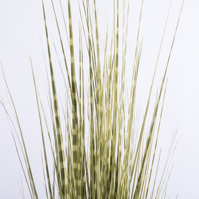 Supergreens Τεχνητό Φυτό Χορτάρι Στίπα "Zebra"...