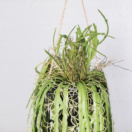 Supergreens Τεχνητή Κρεμαστή Ρίζα/Φωτιστικό Επίφυλλο "Dama Noce" Πράσινη 106 εκ.