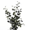 Supergreens Τεχνητό Δέντρο Ευκάλυπτος "Globulous" Πράσινο 55x55x120 εκ.
