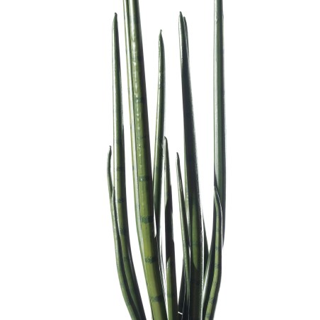 Supergreens Τεχνητό Φυτό Σανσεβιέρα "Zeylanica" Πράσινο 14x16x70 εκ.