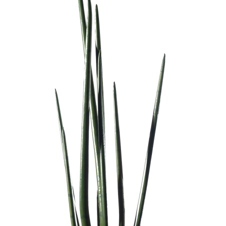 Supergreens Τεχνητό Φυτό Σανσεβιέρα "Cylindrica" Πράσινο 22x26x105 εκ.