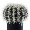 Supergreens Τεχνητός Εχινόκακτος  Πράσινος 30x25x33 εκ.