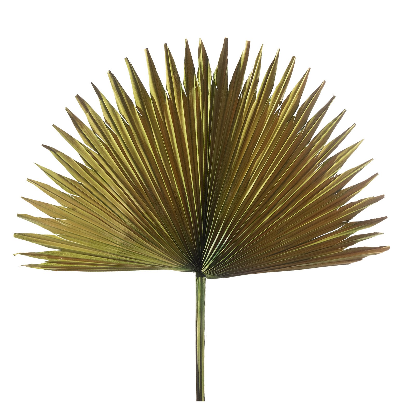 Supergreens Τεχνητό Φύλλο Φοίνικας "Serenoa" Πράσινο 35x35x60 εκ.