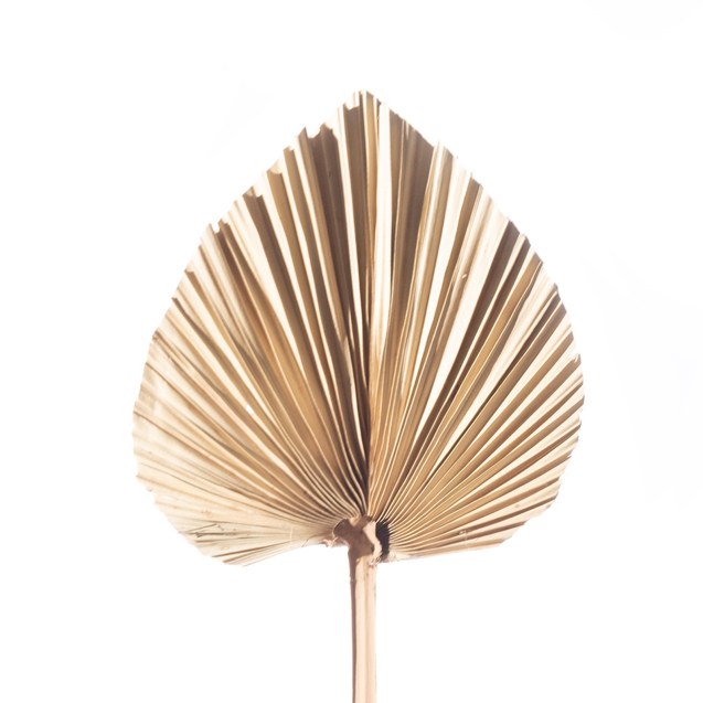 Supergreens Τεχνητό Φύλλο Φοίνικας "Serenoa"...