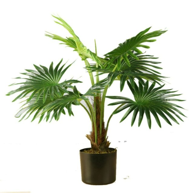 Supergreens Τεχνητό Φυτό Πιτσάρδια "Paddle"...