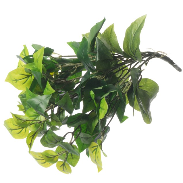 Supergreens Τεχνητός Χωνευτός Φίκος "Ginseng"...