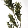 Supergreens Τεχνητό Κλαδί Ελιά "Olea Europea" Πράσινη 98 εκ.