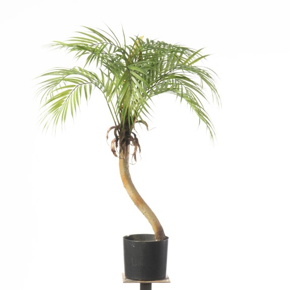 Supergreens Τεχνητο Φυτό Φοίνικας Πράσινο 80 εκ.