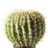 Supergreens Τεχνητό Φυτό Εχινόκακτος 36 εκ.
