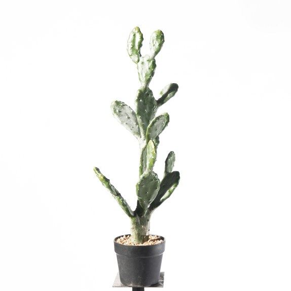 Supergreens Τενητό Φυτό Φραγκοσυκιά "Opuntia" 76 εκ.