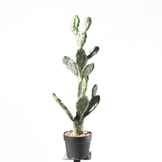 Supergreens Τενητό Φυτό Φραγκοσυκιά "Opuntia"...