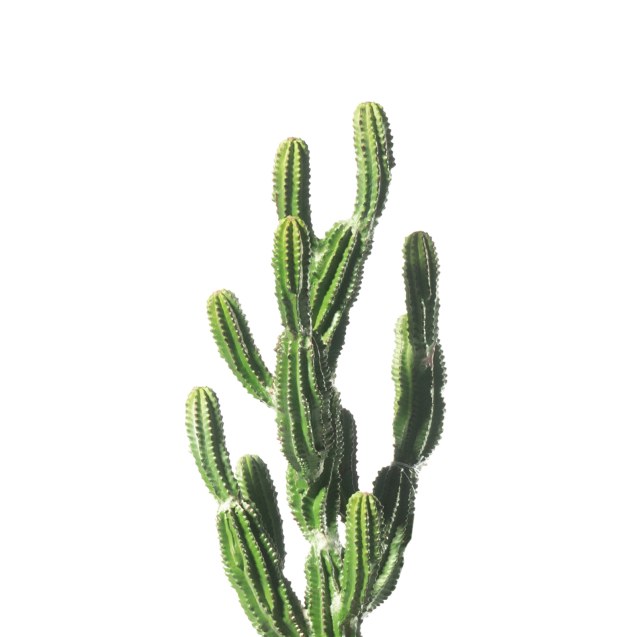 Supergreens Τεχνητό Φυτό Εφόρμπια 67 εκ.