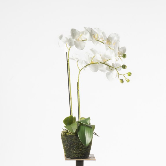 Supergreens Τεχνητό Φυτό Ορχιδέα Phalaenopsis Λευκό 67 εκ.
