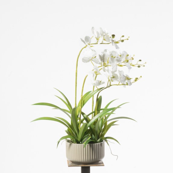 Supergreens Τεχνητό Φυτό Ορχιδέα Phalaenopsis Λευκό 60 εκ.