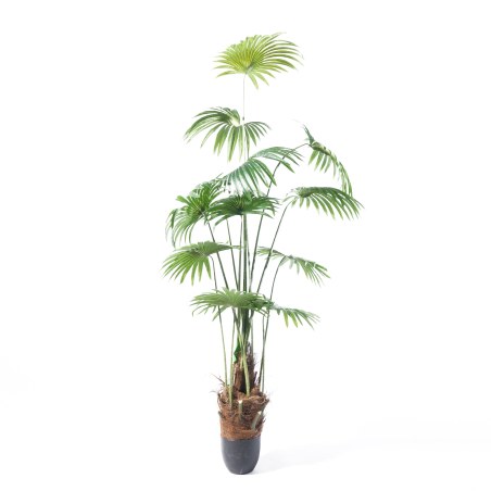 Supergreens Τεχνητό Δέντρο Πιτσάρδια "Washingtonia" Πράσινο 200 εκ.