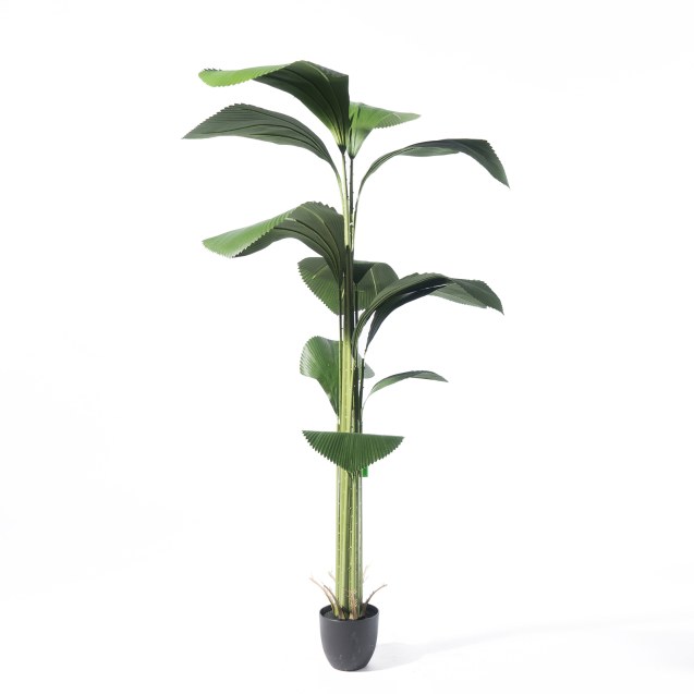 Supergreens Τεχνητό Δέντρο Λικουάλα Πράσινο 210...