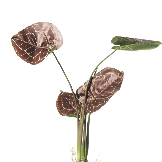 Supergreens Τεχνητό Φυτό Ανθούριο Κόκκινο 70 εκ.