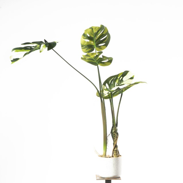 Supergreens Τεχνητό Φυτό Μονστέρα "Albo"...