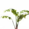Supergreens Τεχνητό Δέντρο Μπανάνα "Albo" Πράσινο 160 εκ.