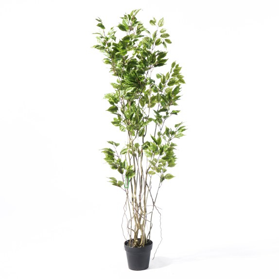 Supergreens Τεχνητό Δέντρο Φίκος "Ginseng" Πράσινο 170 εκ.