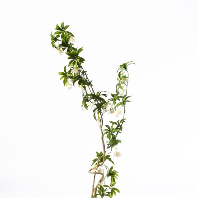 Supergreens Τεχνητό Δέντρο Δράκαινα "Cordyline"...