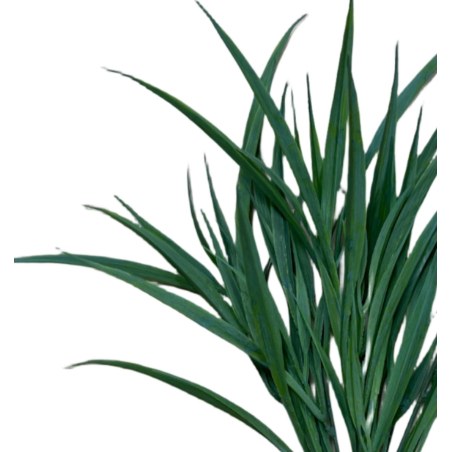 Supergreens Τεχνητό Χωνευτό Χορτάρι "Acorus" Πράσινο 45 εκ.