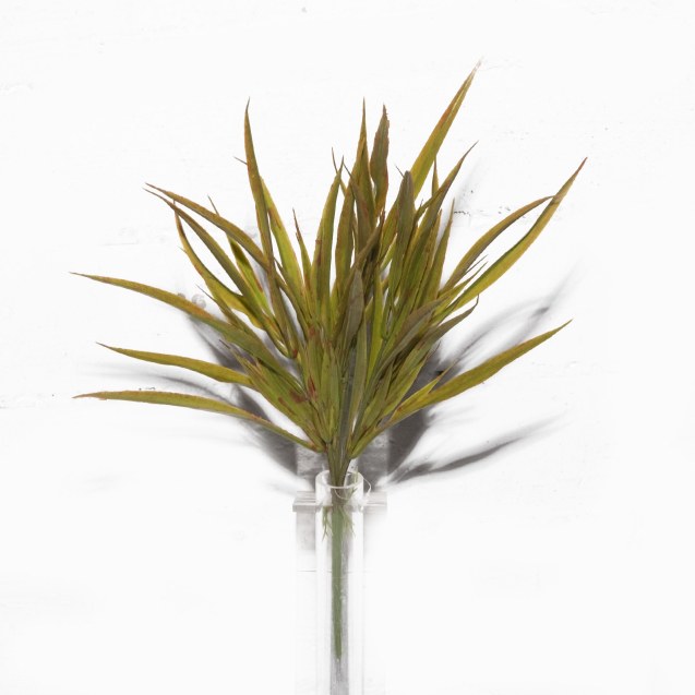 Supergreens Τεχνητό Χωνευτό Χορτάρι "Acorus" 45...